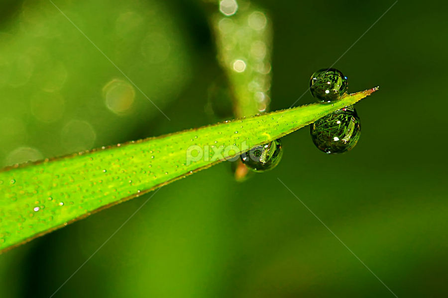 by Luxmen 46 - Nature Up Close Natural Waterdrops