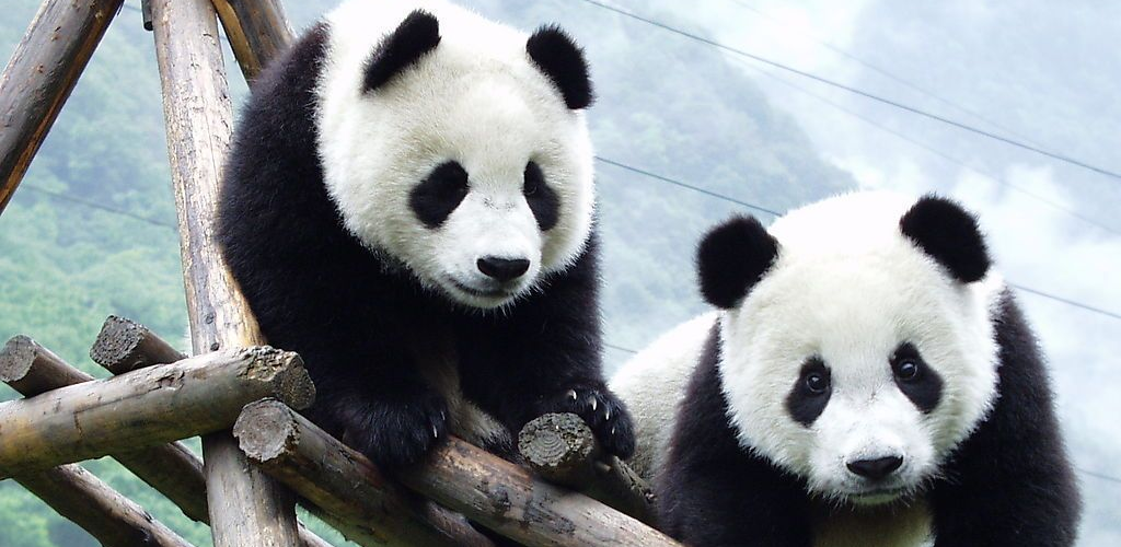 Включи где панда. Живые обои Панда. Где живут панды. Обои на телефон Панда Живая. Панда лайв как выглядит.
