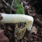 Veiled Lady/Skirt Fungus