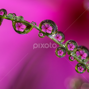 by Charlie Rosadi - Nature Up Close Natural Waterdrops