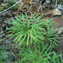 Ground cedar/ground pine