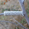 Saturniid (Buck Moth) Eggs