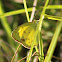 Little Yellow Sulphur Butterfly