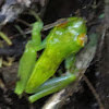 Canal Zone Treefrog