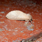 Swift Moth -female