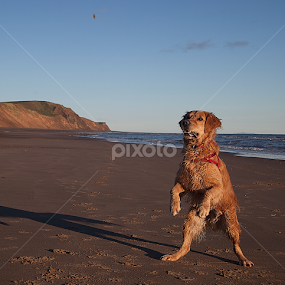 Beach Babe by CLINT HUDSON - Animals - Dogs Playing