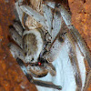 Huntsman Spider with Egg Sack