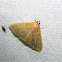 Hahncappsia Moth