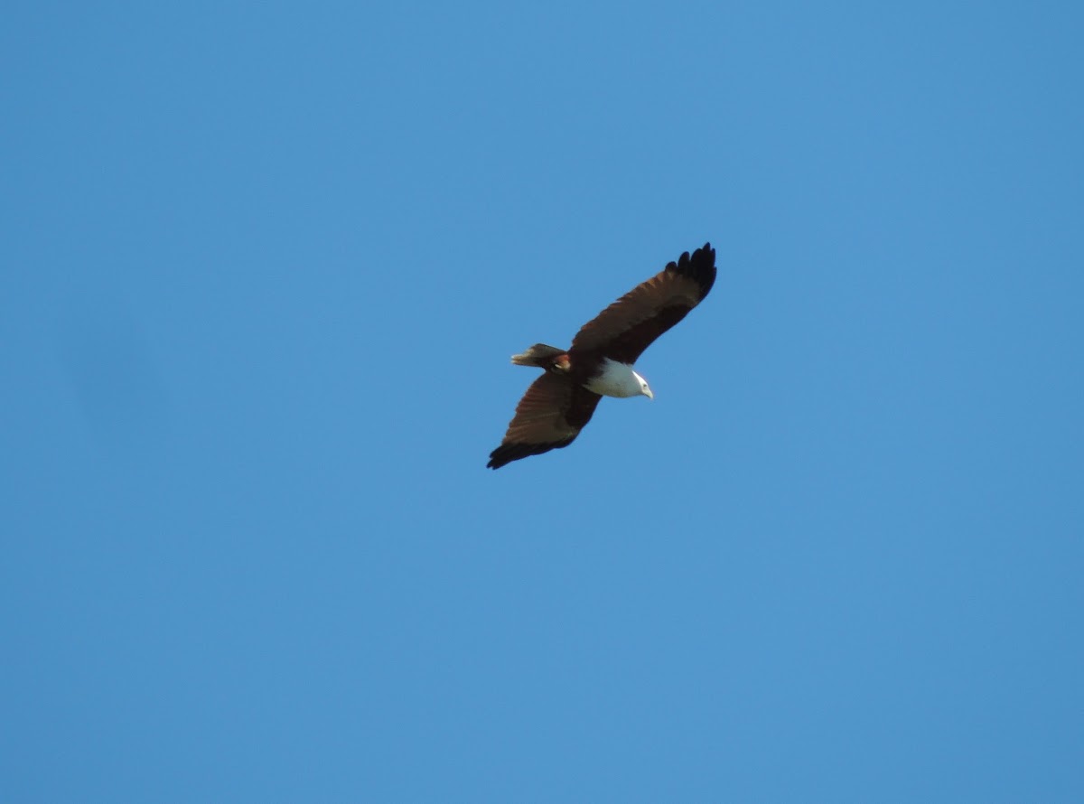 Brahminy Kite