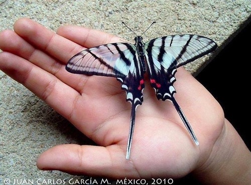 Guatemalan Kite-Swallowtail