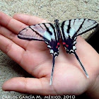 Guatemalan Kite-Swallowtail