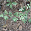 Parsley-leaf Hawthorn