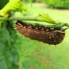 Florida Polydamas Swallowtail caterpillar