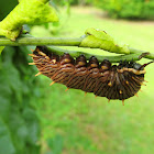 Florida Polydamas Swallowtail caterpillar