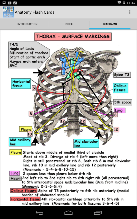 muscle-anatomy-flash-cards-and-muscles-of-face-anatomy-flashcards