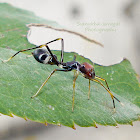 The Black Ant Mimicking Spider