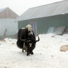 Yak