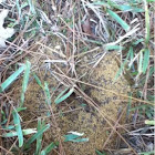 Fire ant nest