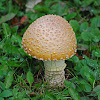 Yellow Amanita Mushroom