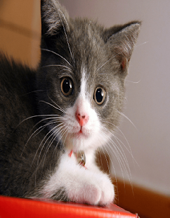 Cats Wallpaer Screenshots 11