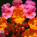 Lantana