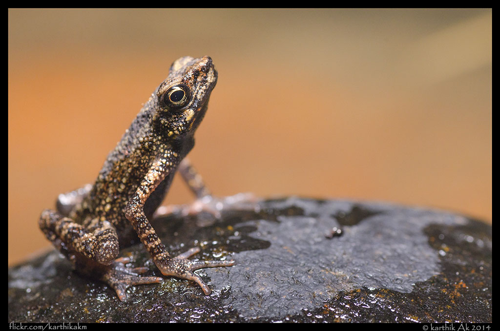 Malabar torrent toad