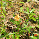 American painted lady