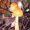 Amanita flavoconia