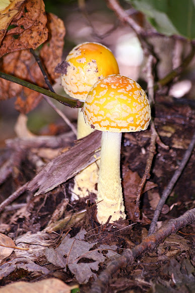 Image result for amanita flavoconia pictures