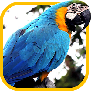 Animal Sounds 1.0