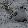 Shorebirds of the Gulf Coast