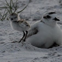 Shorebirds of the Gulf Coast