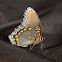 'Astyanax' Red-spotted Purple