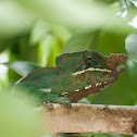 Horned Chameleon