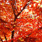 Maple tree in fall