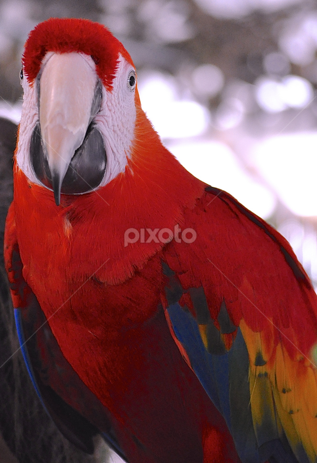 Toupee bird hotsell