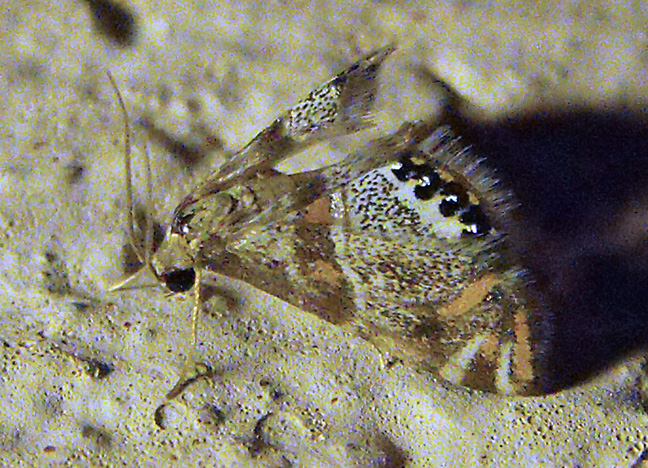Confusing Petrophila Moth