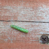 Speckled Green Fruitworm Moth