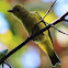 Orange crowned warbler