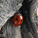 Seven-spotted Lady Bug