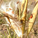 Large Milkweed Bug nymph