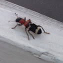 Ant-like Checkered Beetle