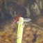 Red-Blue-and-Black Erythrodiplax