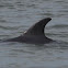 Bottlenose Dolphin