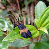 Net wing beetle (Family Lycidae)