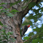 Red Bellied Woodpecker