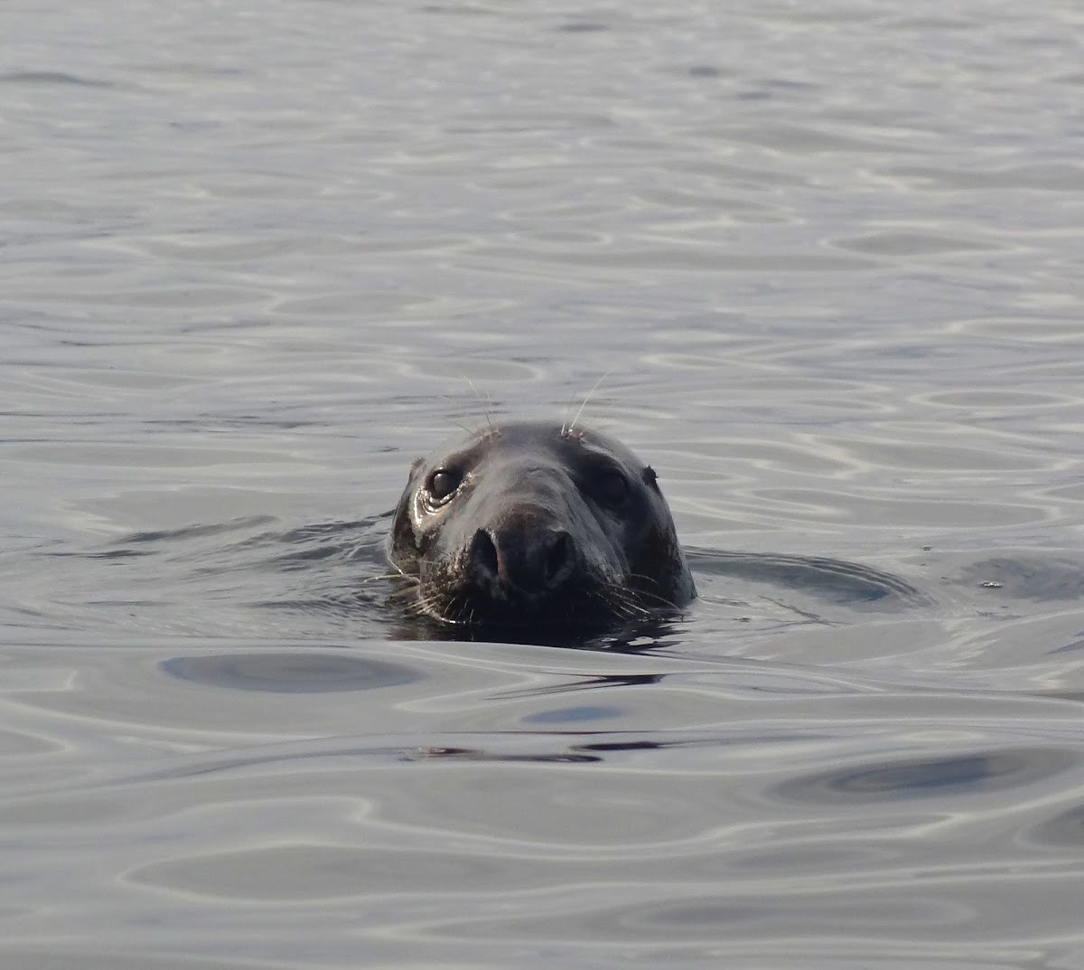 Curious Grey Seals