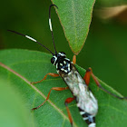 Black and White Ichneumonid wasp