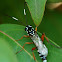 Black and White Ichneumonid wasp