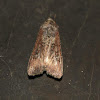 Pearly-underwing or variegated-cutworm